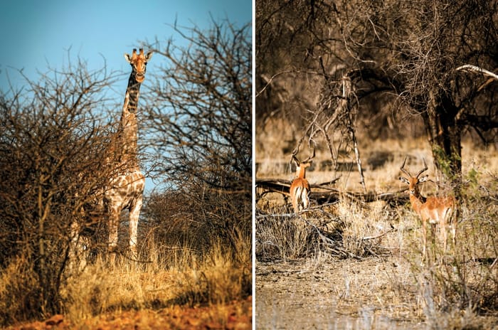 BMW GS Trophy Namibia experience: Into the Wild