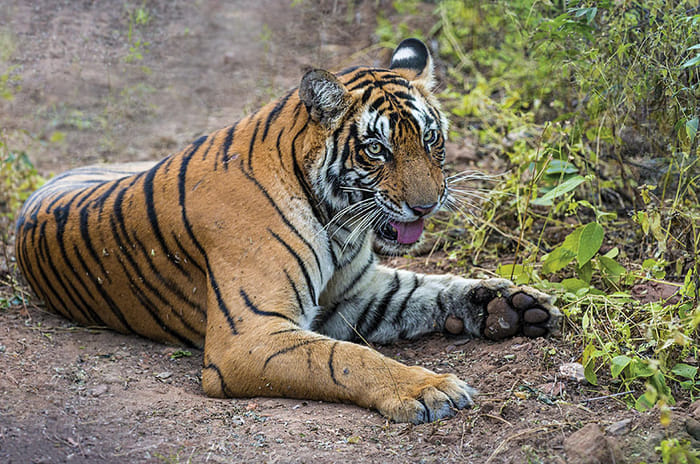 Audi A8: Fit For A King 