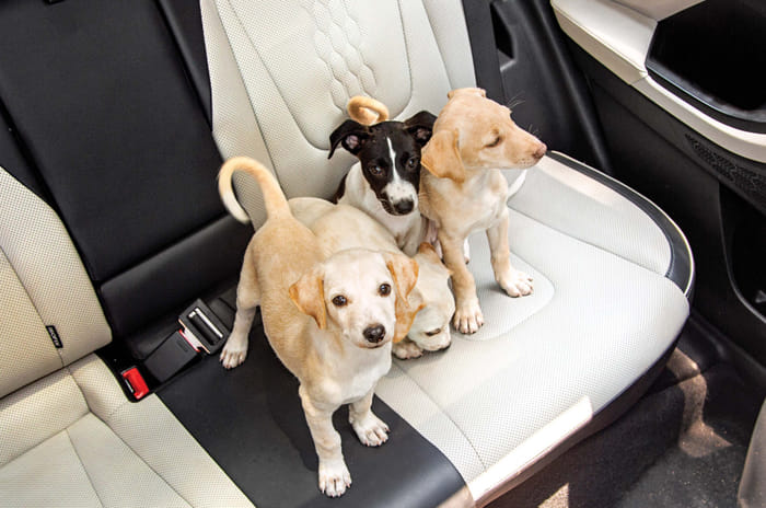 Hyundai Creta - Paws and effect