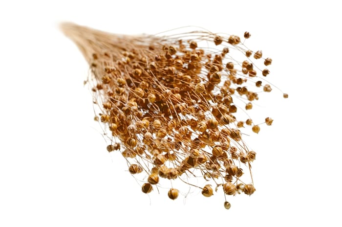 Flax plant used to make flax fibre