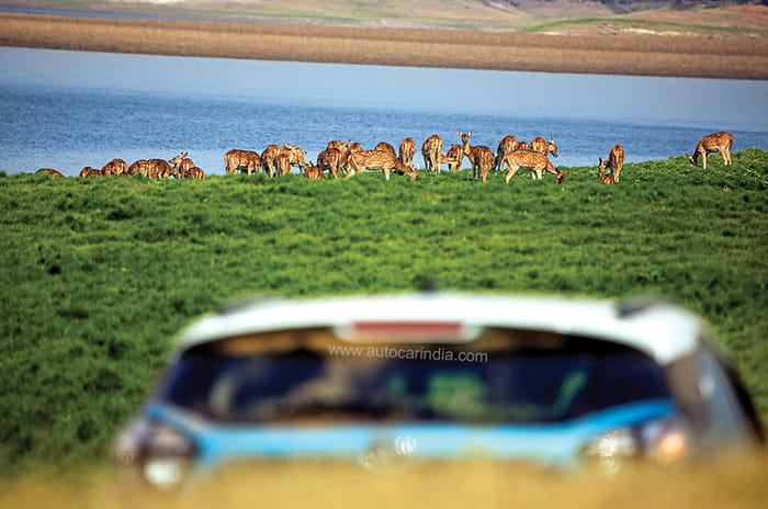 Green 2 Green Drive: Tata Nexon EV on safari in Satpura