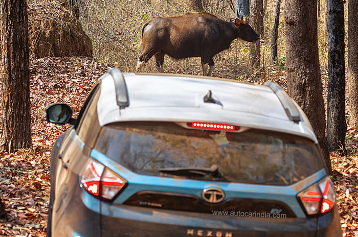 Green 2 Green Drive: Tata Nexon EV on safari in Satpura
