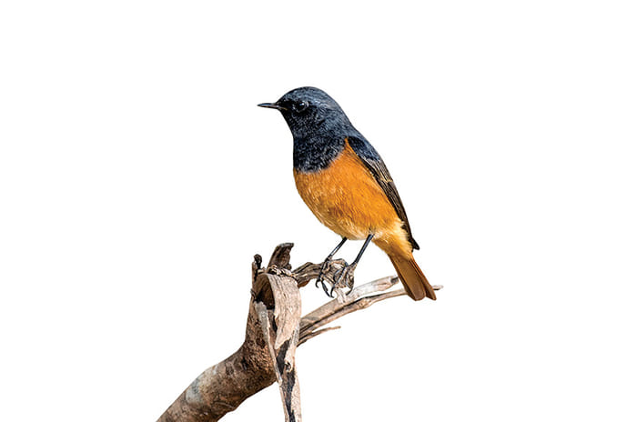 Run To The Hills: Pachmarhi 