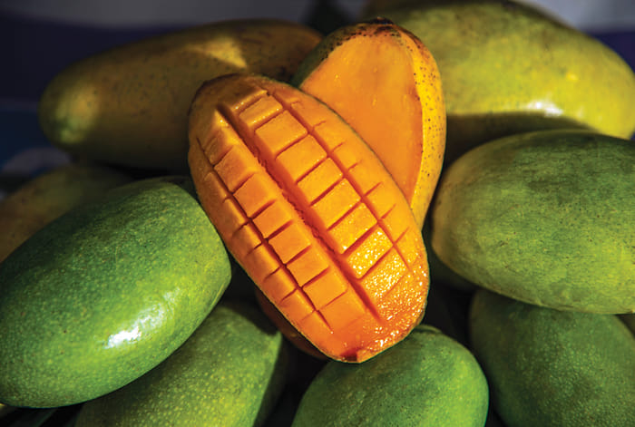 The Malihabad Express - Mango Run in a Renault Duster