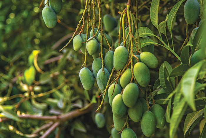 The Malihabad Express - Mango Run in a Renault Duster