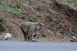 Audi Great India quattro Drive 3 photo gallery  